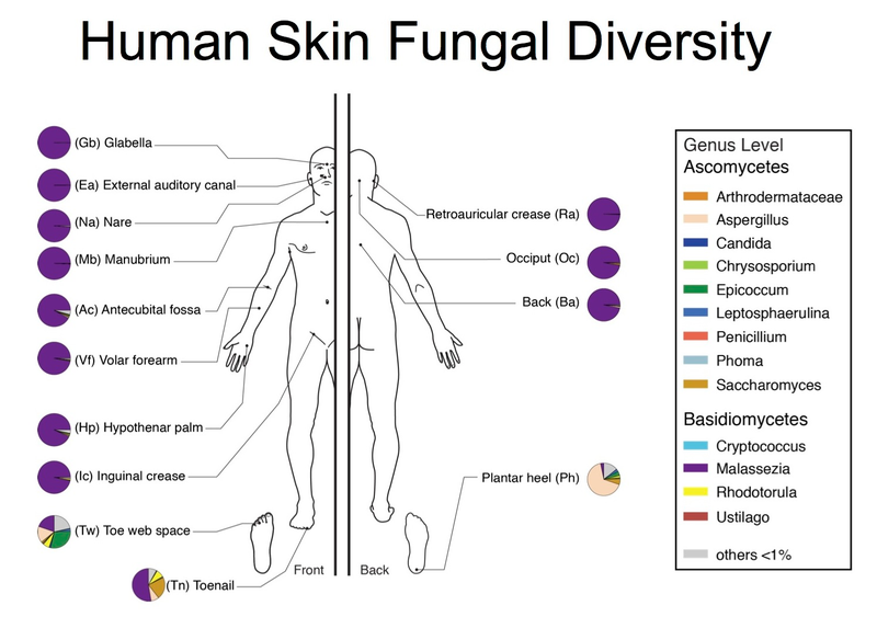 Illustration for article titled This Fungus Is Growing All Over Your Body